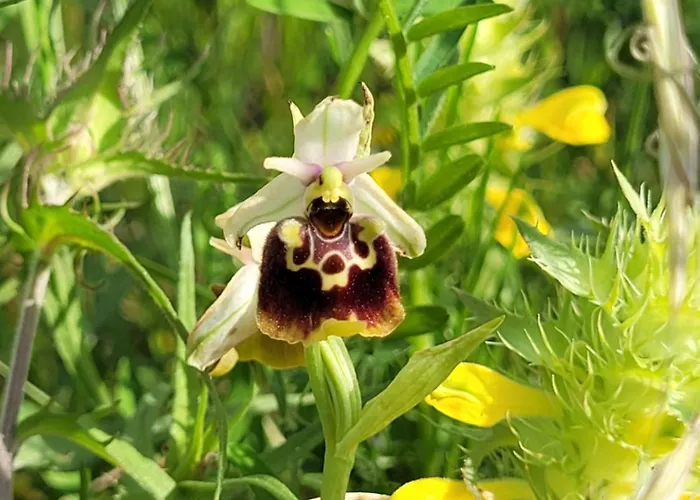 Casa Acqua Dolce - House With 4 Bedrooms And Own * Oprtalj