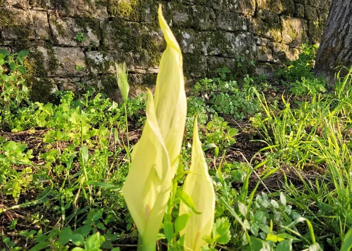 Hébergement de vacances Casa Acqua Dolce - House With 4 Bedrooms And Own Oprtalj